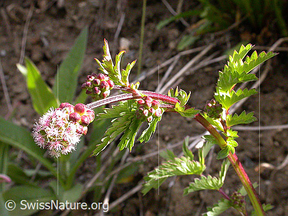 Kleiner Wiesenknopf (Sanguisorba minor)