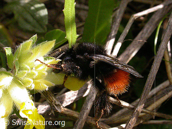 Foto: Steinhummel 
Lat.: Bombus lapidarius