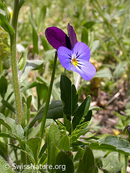 Foto: Echtes Stiefmütterchen 
Lat.: Viola tricolor 
Familie: Violaceae