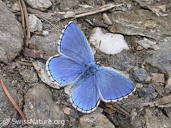 Himmelblauer Bläuling (Polyommatus bellargus)