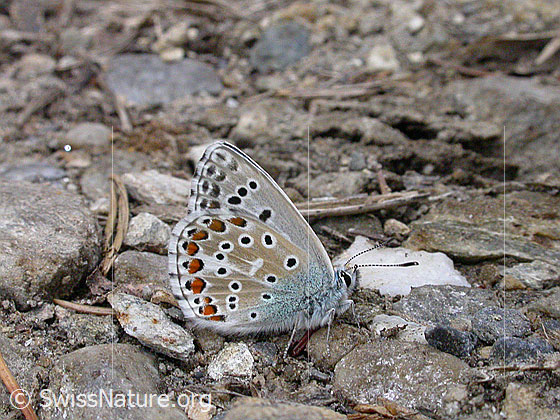 Foto: Himmelblauer Bläuling, Flügel geschlossen, auf steinigem Untergrund sitzend 
Lat.: Lysandra bellargus
Familie: Lycaenidae (Bläulinge)