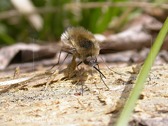 Foto: Grosser Wollschweber (Bombylius major). Auf Holzstück sitzend, Flügel in Bewegung 