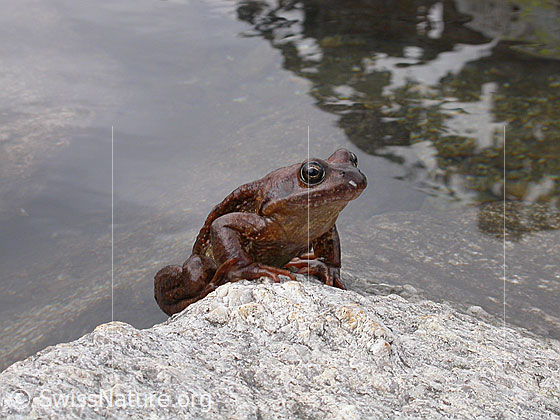 Foto: Grasfrosch (Rana temporaria).
Lat.: Rana temporaria
Familie: Ranidae (Echte Frösche)
Gattung: Rana (Echte Frösche)
