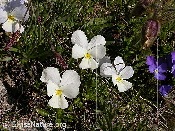 Foto: Langspornige Stiefmütterchen mit weisser Blüte 
Lat.: Viola calcarate 
Familie: Violacea