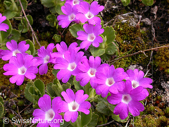 Foto: Rote Felsen-Primel 
Lat.: Primula hirsuta. 
Familie: Primulaceae