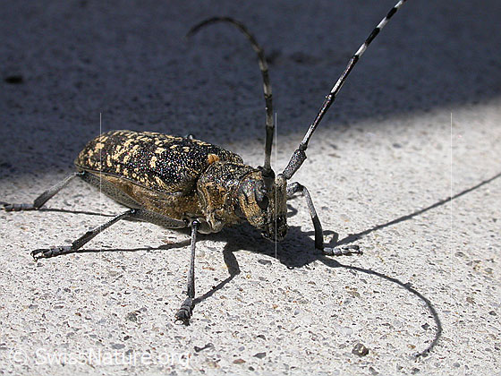 Foto: Schusterbock (Monochamus sutor). Wird auch Einfarbiger Langhornbock genannt. Ansicht von schräg vorne.