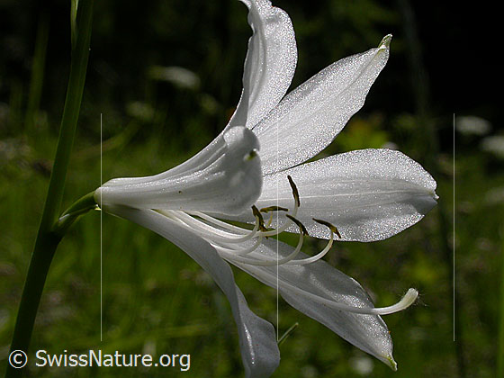 Foto: Weisse Trichterlilie, Paradieslilie, Blüte im Gegenlicht 
Lat.: Paradisea liliastrum 
Familie: Asparagaceae (Spargelgewächse)