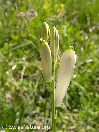 Foto: Weisse Trichterlilie, mehrere Knospen. 
Lat.: Paradisea liliastrum 
Famile: Liliaceae