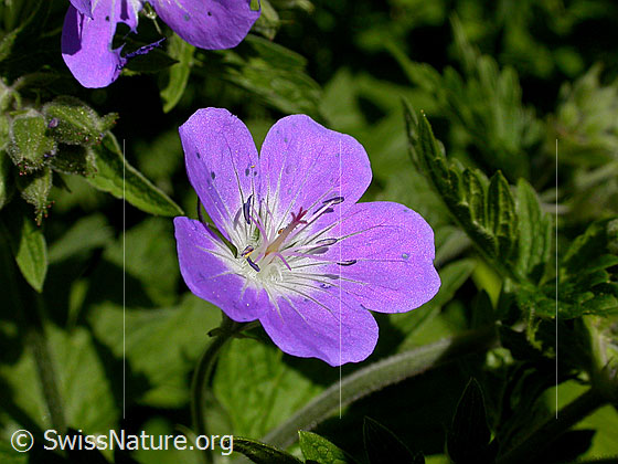 Foto: Wald-Storchschnabel (Geranium sylvaticum). Blüte.
Umgebung: Bergtal, ca. 1900m ü.M.
Lat.: Geranium sylvaticum 
Familie: Geraniaceae (Storchschnabelgewächse)