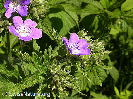 Foto: Wald-Storchschnabel 
Lat.: Geranium sylvaticum 
Familie: Geraniaceae