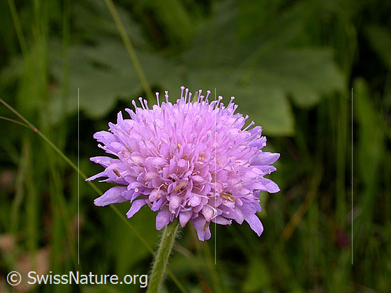 Foto: Wald-Witwenblume, Blüte 
Lat.: Knautia dipsacifolia 
Familie: Dipsacaceae (Geissblattgewächse)