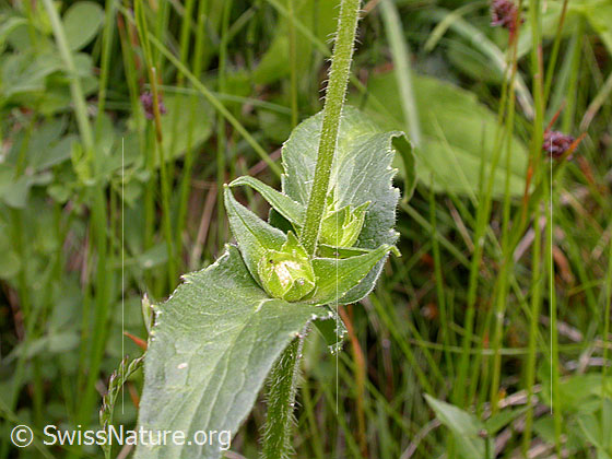 Foto: Wald-Witwenblume, Blätter 
Lat.: Knautia dipsacifolia 
Familie: Dipsacaceae