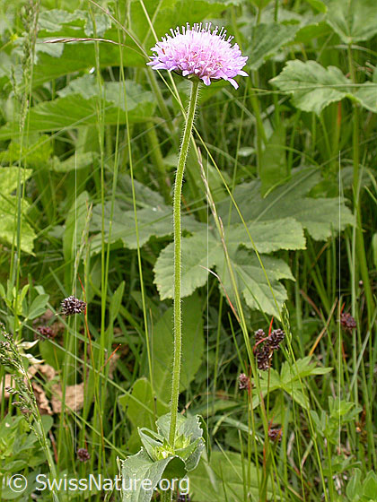 Foto: Wald-Witwenblume, Blätter 
Lat.: Knautia dipsacifolia 
Familie: Dipsacaceae