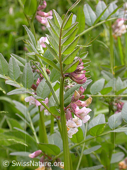 Foto: Zaun-Wicke, Blüten 
Lat.: Vicia sepium 
Familie: Fabaceae