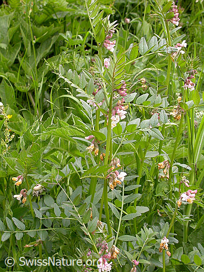 Foto: Zaun-Wicke 
Lat.: Vicia sepium 
Familie: Fabaceae