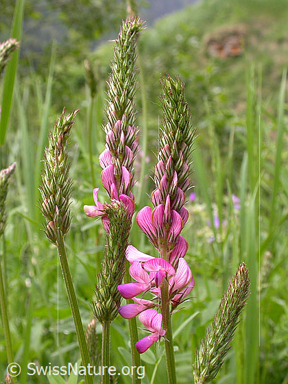 Foto: Saat-Esparsette, Blüten 
Lat.: Onobrychis viciifolia 
Familie: Fabaceae
