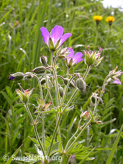 Foto: Wald-Storchschnabel 
Lat.: Geranium sylvaticum 
Familie: Geraniaceae