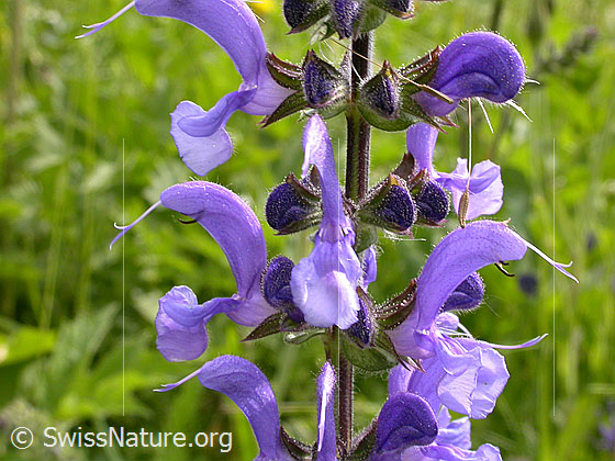 Foto: Wiesen-Salbei, Blüte 
Lat.: Salvia pratensis 
Familie: Lamiaceae