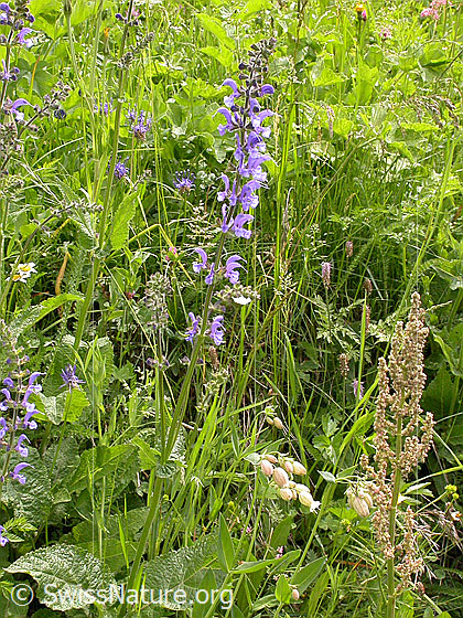 Foto: Wiesen-Salbei 
Lat.: Salvia pratensis 
Familie: Lamiaceae