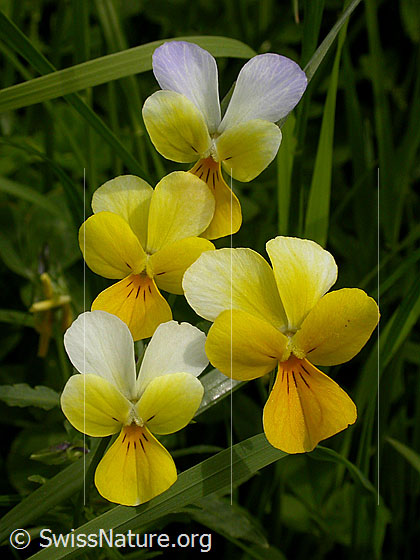 Foto: Zweiblütiges Veilchen 
Lat.: Viola biflora 
Familie: Violaceae