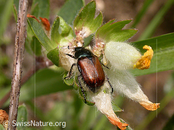 Foto: Gartenlaubkäfer (Phyllopertha horticola). Länge 8.5 - 11mm. Ansicht von oben. Wird auch Gartenkäfer genannt.
Lat.: Phyllopertha horticola
Familie: Scarabaeidae (Blatthornkäfer)
Unterfamilie: Rutelinae
Gattung: Phyllopertha