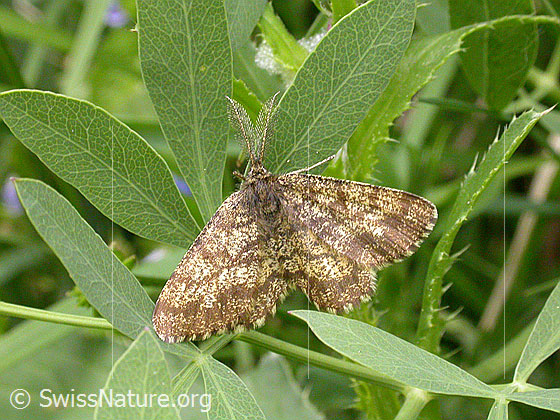 Foto: Heidespanner, Männchen 
Lat.: Ematurga atomaria
Familie: Geometridae (Spanner)
Unterfamilie: Ennominae