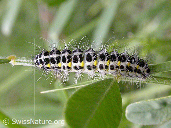 Foto: Grosses Fünffleck-Widderchen (Zygaena lonicerae), Raupe. Wird auch Hornklee-Widderchen  oder Klee-Widderchen genannt.