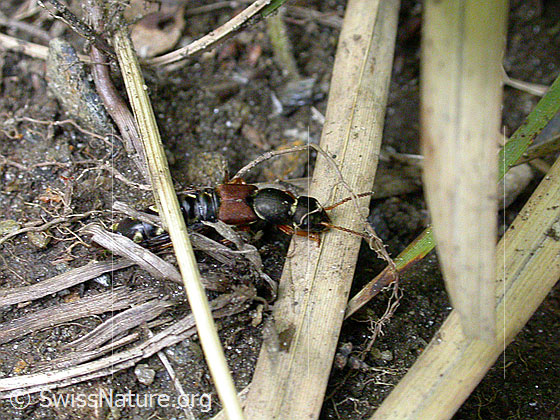 Foto: Bunter Kurzflügler (Staphylinus caesareus). Länge 17 - 22mm. Wird auch Goldstreifiger Moderkäfer oder Kaiserlicher Kurzflügler genannt.
Lat.: Staphylinus caesareus
Familie: Staphylinidae (Kurzflügler)
Unterfamilie: Staphylininae
Gattung: Staphylinus