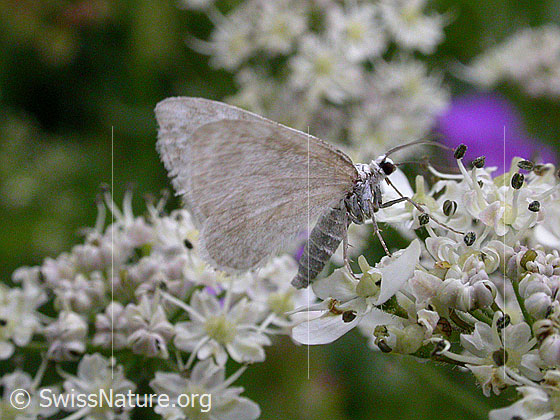 Foto: Unbekannter Schmetterling