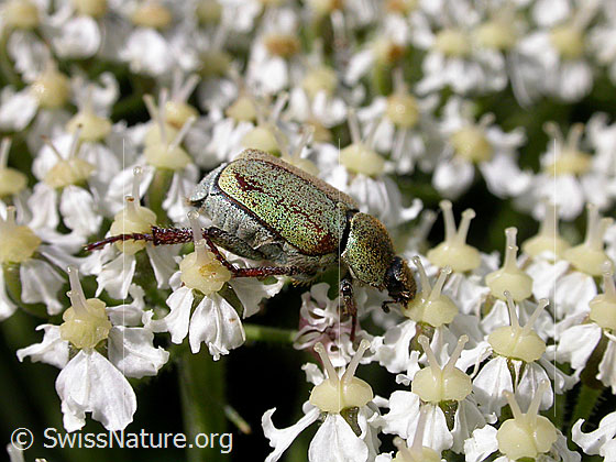 Foto: Variabler Edelkäfer auf Blüte
Lat.: Gnorimus nobilis
Familie: Scarabaeidae