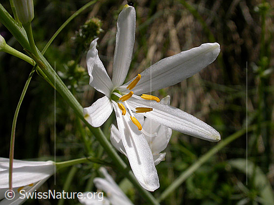 Astlose Graslilie, Blüte