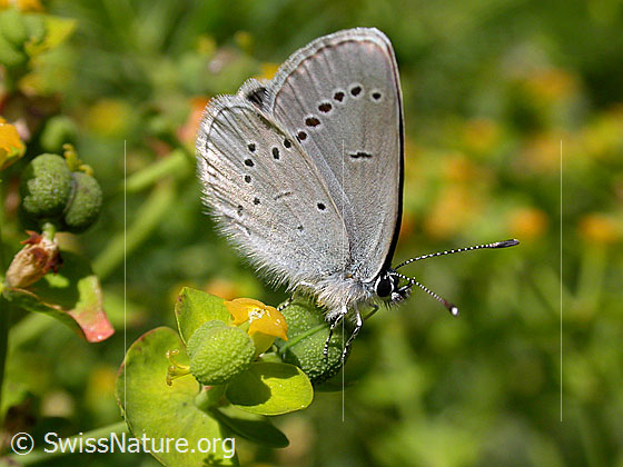 Foto: Violetter Waldbläuling
Lat.: Cyaniris semiargus