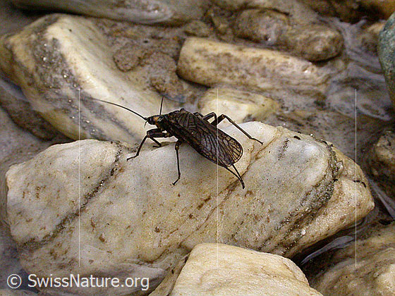 Foto: Steinfliege auf Dolomit-Stein 
Ordnung: Plecoptera