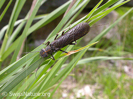 Foto: Steinfliege auf Grashalm 
Ordnung: Plecoptera