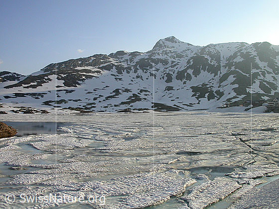 Foto: Grimselpass: Grimselgebiet / Berner Oberland
Im Hintergund: Sidelhorn.
