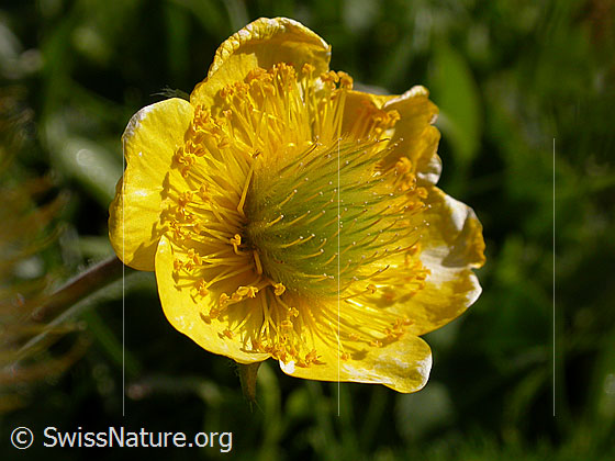 Foto: Gemeine Berg-Nelkenwurz, kurz vor dem Verblühen 
Lat.: Geum montanum 
Familie: Rosaceae