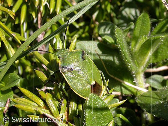 Photo: Chlorochroa juniperina. Length 10.5 - 13mm. View from diagonally above.
Lat.: Chlorochroa juniperina
Family: Pentatomidae
Subfamily: Pentatominae
Genus: Chlorochroa
Subgenus: Rhytidolomia