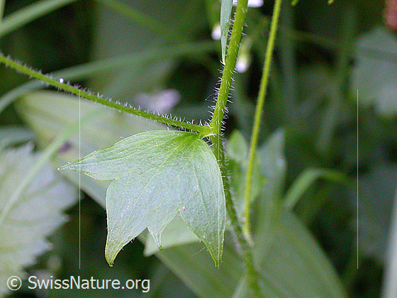 Foto: Rundblättriger Steinbrech, Blatt 
Lat.: Saxifraga rotunddifolia 
Familie: Saxifragaceae (Steinbrechgewächse)
Gattung: Saxifraga (Steinbrech)