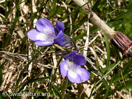 Foto: Gemeines Fettblatt (Pinguicula vulgaris). Blüten.
Lat.: Pinguicula vulgaris
Familie: Lentibulariaceae (Wasserschlauchgewächse)
Gattung: Pinguicula (Fettkräuter)