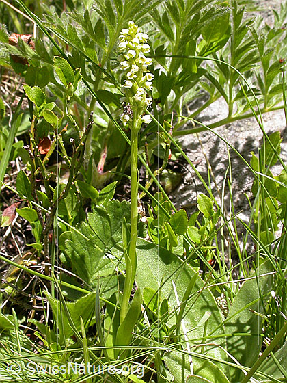 Foto: Weisszunge 
Lat.: Pseudorchis albida 
Familie: Orchidaceae