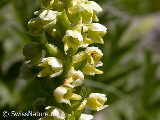 Foto: Weisszunge (Pseudorchis albida). Blüten.
Umgebung: Magerwiese.
Lat.: Pseudorchis albida
Familie: Orchidaceae (Orchideen)