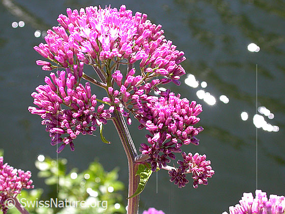 Photo: Adenostyles alliariae. Inflorescence.