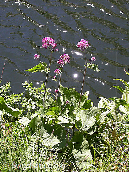 Photo: Adenostyles alliariae. Whole plant (habiti).