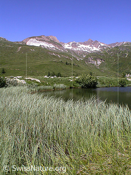Foto: Halsesee mit Turbechepf und Turbhorn.