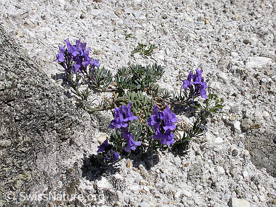 Foto: Alpen-Leinkraut 
Lat.: Linaria alpina ssp. alpina
Familie: Plantaginaceae (Wegerichgewächse)
Gattung: Linaria (Leinkräuter)