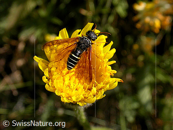 Foto: Pflanzenwespe auf geflecktem Habichtskraut 
Lat.: Megalodontes klugii 
Familie Symphyta