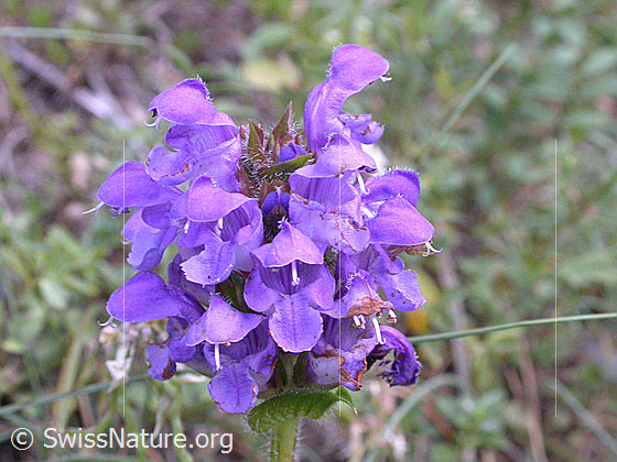 Photo: Probably Grossblütige Brunelle. Inflorescence.
Lat.: Prunella grandiflora
Family: Lamiaceae
Subfamily: Nepetoideae
Genus: Prunella