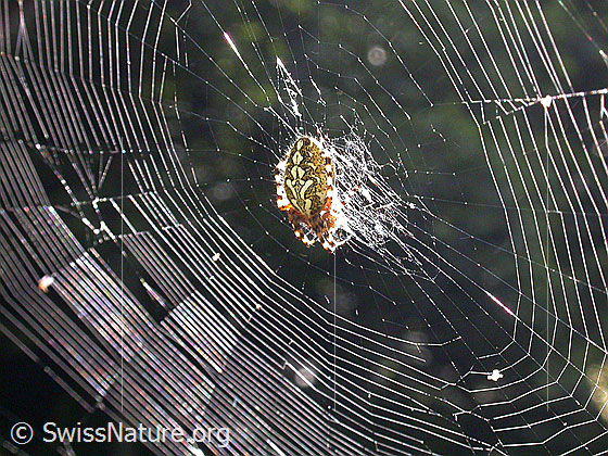 Foto: Auf Nabe sitzende Eichblatt-Radspinne.
Lat.: Aculepeira ceropegia
Familie: Araneidae (Radnetzspinnen)
Gattung: Aculeperia