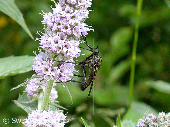 Gewürfelte Tanzfliege (Empis tessellata)