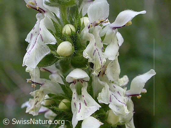 Photo: Stachys recta. Blossoms.
Lat.: Stachys recta
Family: Lamiaceae
Genus: Stachys